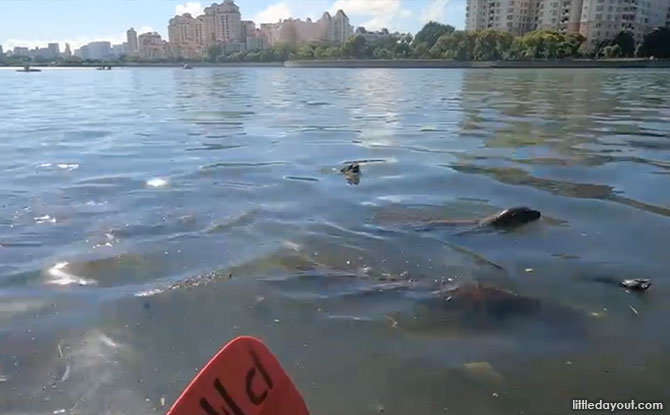 Kayaking And Otters at the Marina Bay