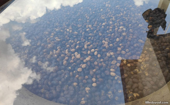 Soy beans fermenting