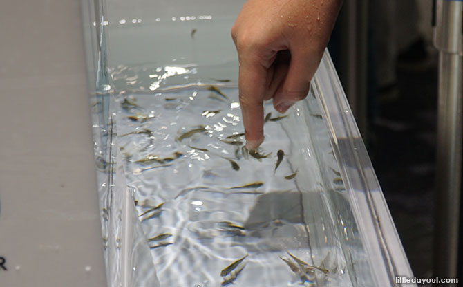 Doctor fish