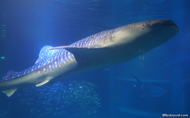 Whale sharks at Osaka aquarium