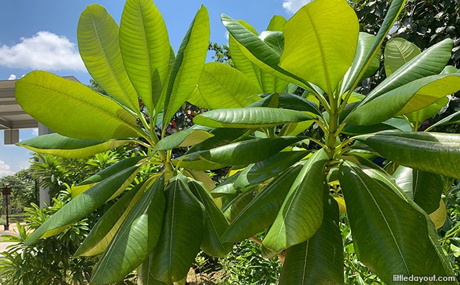 Flora at Pasir Panjang Park