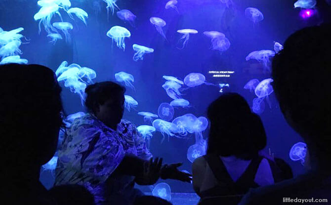 Sea Jellies exhibit