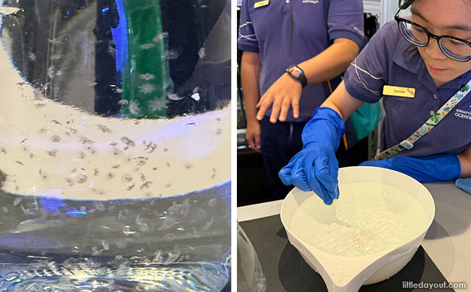 Discover The Wonders of Sea Jellies At The Singapore Oceanarium 3 life cycle of sea jellies