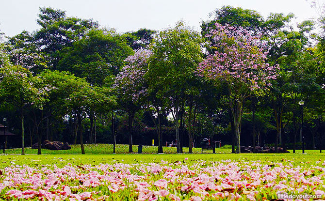 Trumpet trees