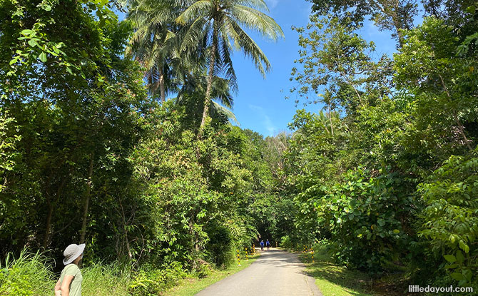 Banyan Tree