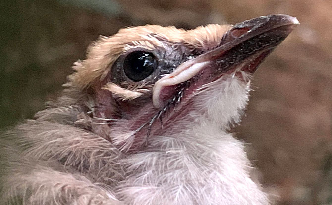 Straw-headed Bulbuls