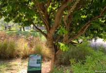 Streets Of Singapore Trees At HortPark: Discover What's Behind The Name