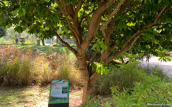 Streets Of Singapore Trees At HortPark: Discover What's Behind The Name