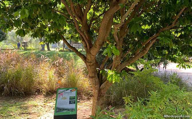 Streets Of Singapore Trees At HortPark: Discover What's Behind The Name Streets Of Singapore Trees At HortPark: Discover What's Behind The Name