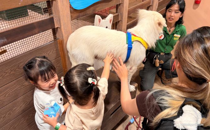 KFC x Ranger Buddies: From Lil’ Bucket To Base Camp With Our 3-Year-Olds 5 petting animals