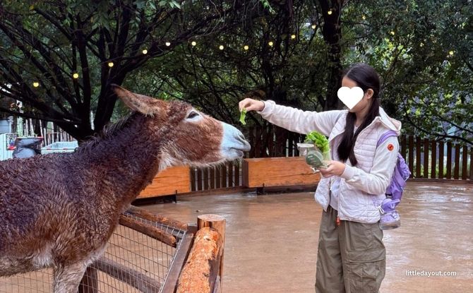 8-Day Itinerary To Chengdu: Teen-friendly Things To Do 3 1 36
