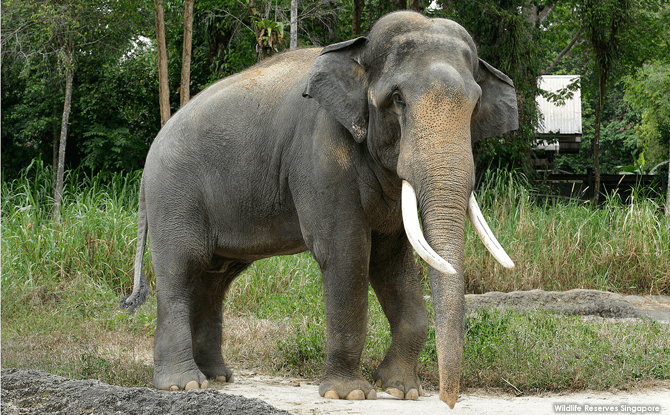 Night Safari Asian Elephant