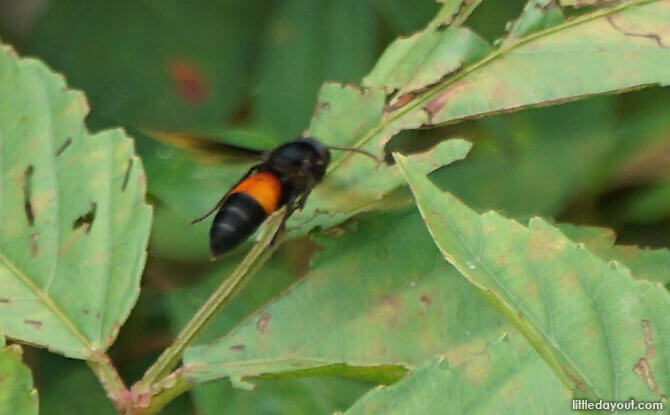 Bees in Singapore