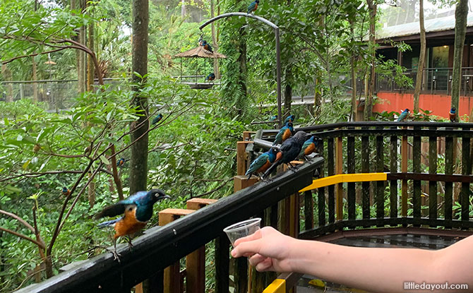 Bird-feeding Experiences at African Treetops, Jurong Bird Park