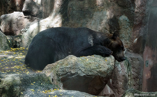 Hokkaido Brown Bear at Bear Hill 