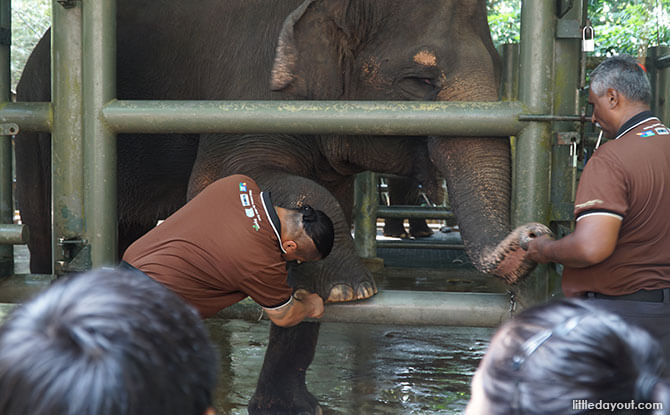 Caring for elephants