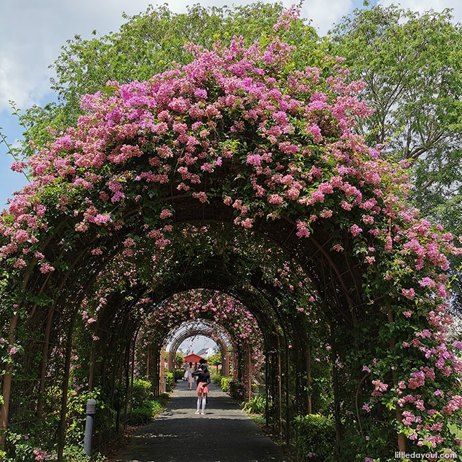 Trumpet Flowers in Singapore