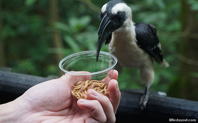 Jurong Bird Park Has Opened Two Rethemed Aviaries Where You Can Feed Feathered Friends
