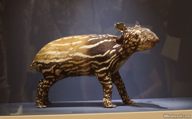 Tapir Specimen