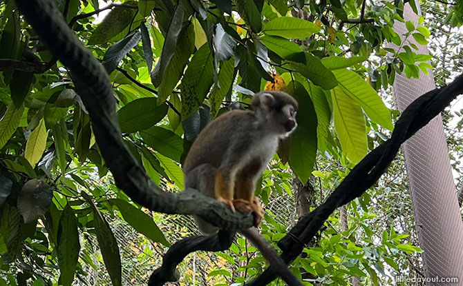 Squirrel Monkey Forest (Zone)