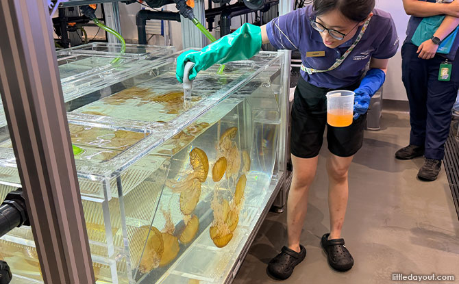 feeding demonstration