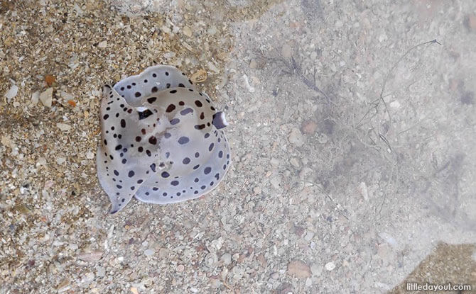 Moonheaded side gill slug