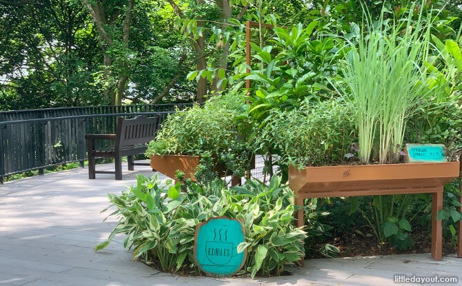 Sensory Trails, Gardens & Parks In Singapore: Engaging The Five Senses