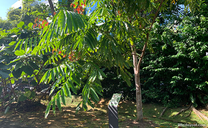 Kasai tree example