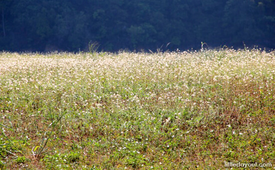 Flower Field