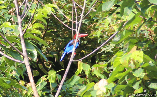 Kingfisher - Nature Reserves in Singapore