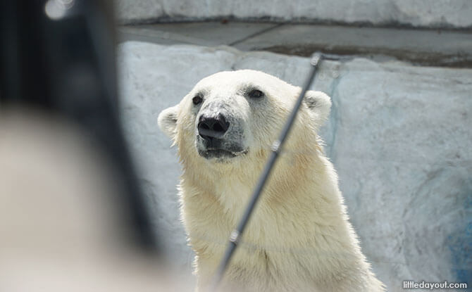 Polar Bear at Ueno Zoo