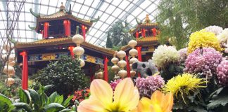 Dahlia Dreams at Gardens by the Bay 2019: Wandering Through A Chinese Garden