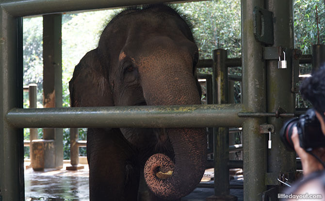 Intan, a 24-year-old female elephant