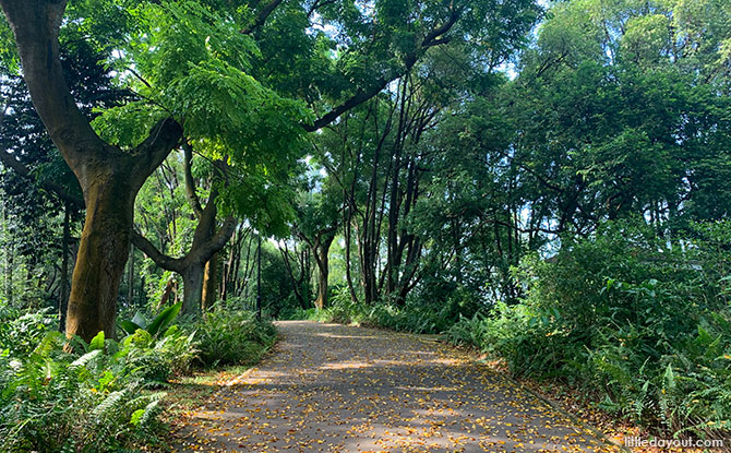 Tembusu Grove - Kent Ridge Park