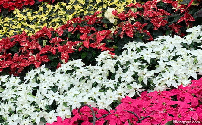 Poinsettia 2019 at Gardens by the Bay