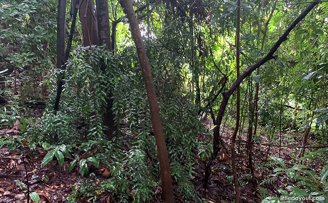 Events on Pasir Panjang Ridge