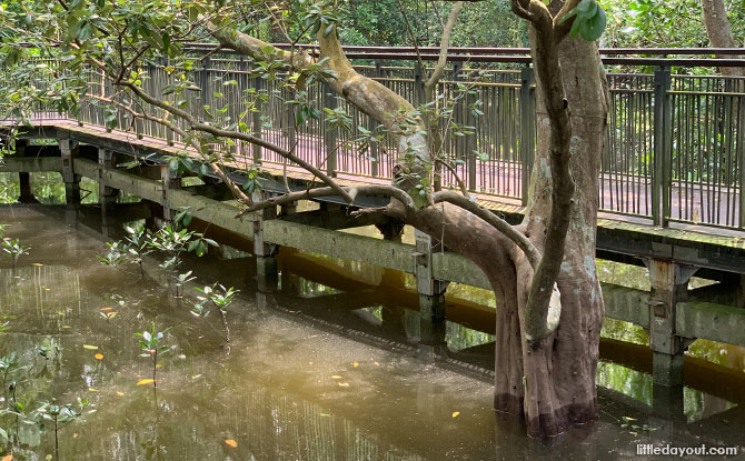 Nature Encounter, Sungei Buloh Wetland Reserve