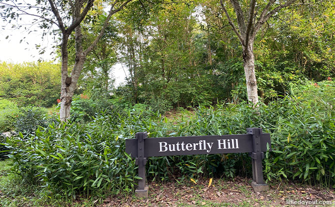 Butterfly Hill