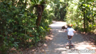 Cycling Wild Boar