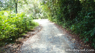 Chek Jawa Trail