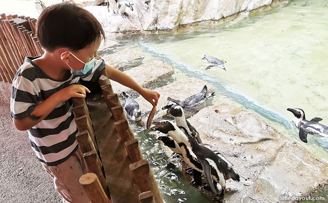 Penguin feeding experience at Jurong Bird Park