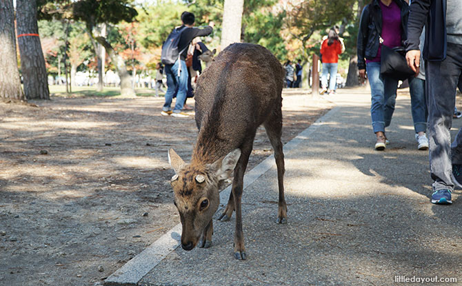 Nara Park's Deer