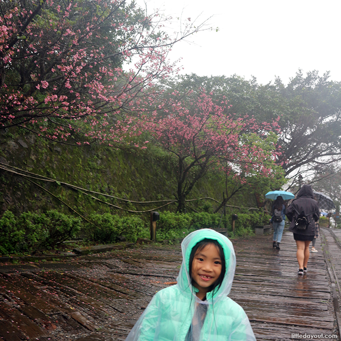 Cherry Blossoms in Taiwan