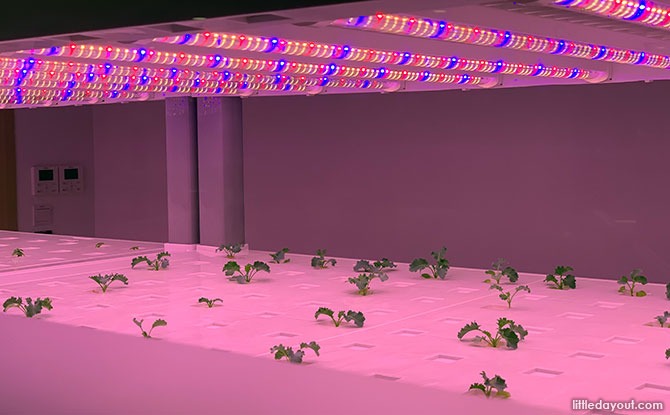 Hydroponics Showcase