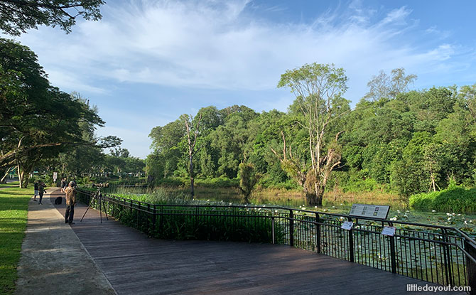 Hampstead Wetlands Park: Water Lilies & Wildlife In Seletar