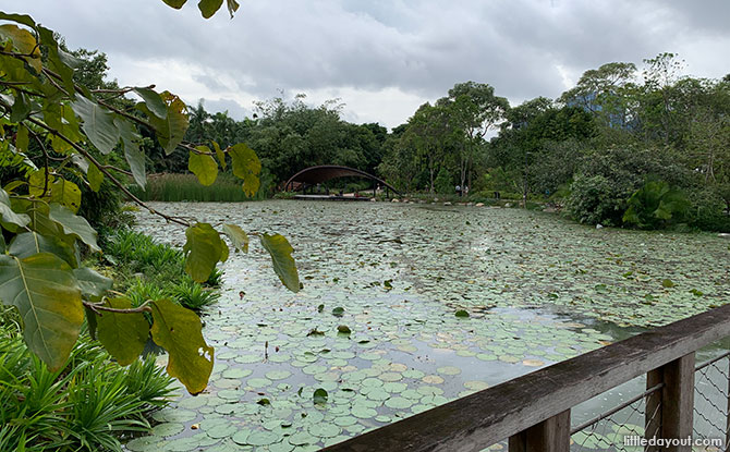 Lotus Pond