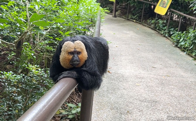 White-Faced Saki