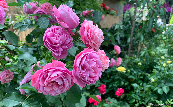 Roses in Bloom