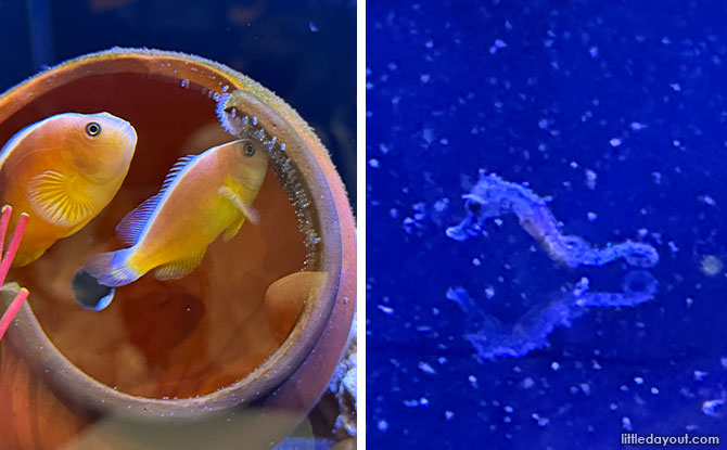 Discover The Wonders of Sea Jellies At The Singapore Oceanarium 5 fish and seahorses