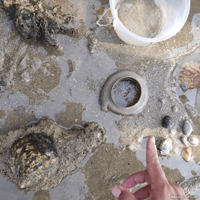 Moon Snail and its Sand Collar